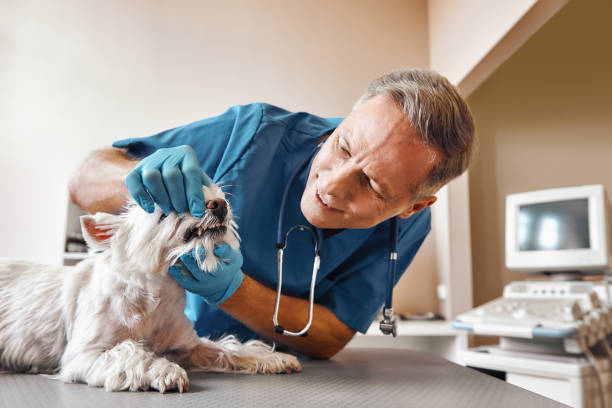 Best Emergency Tooth Extraction in Maggie Valley, NC